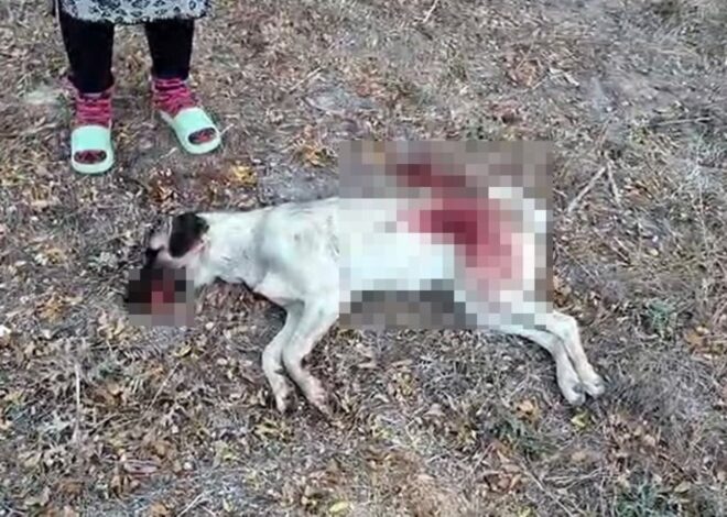 Antalya’da vahşet: Tüfekle komşusunun beslediği köpeği öldürdü, serbest bırakıldı!